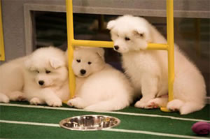 Puppy Bowl XIII